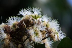 Macro Plant White