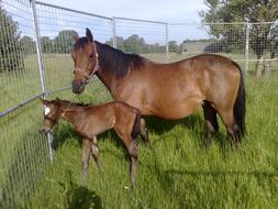 brown horse with foal in green grass