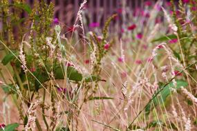 Field Flowers Nature