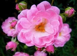 Blossom Bloom Nature Close