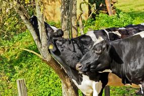 two cows in a pasture near a tree on a sunny day