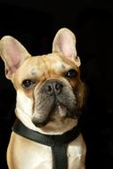 French Bulldog, portrait of Dog at black background