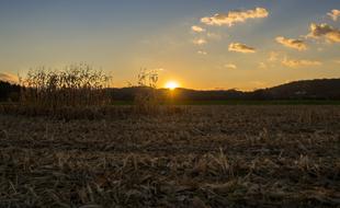 sunset over corn field view