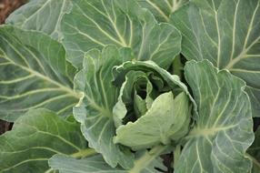Green healthy cabbage