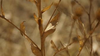 Leaf Leaves Dry