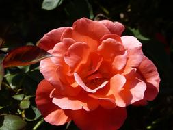 Rose Flower Blossom