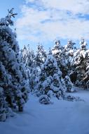 snowy forest is beautiful