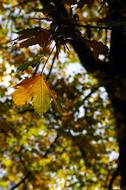 Autumn Colorful Leaves of tree