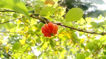 orange fruit on a tree branch