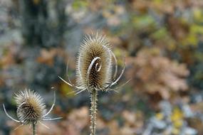 wild prickly thistle