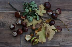 Autumn Acorns Chestnut