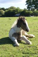 splendid Foal Horse