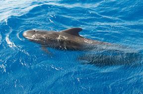 Whale Pilot in Ocean