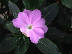 Viola Purple Flower