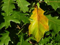 Leaf Leaves Green