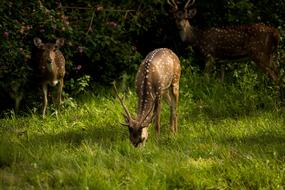 deer in natural habitat