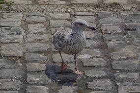 Bird Gull Sea ââ