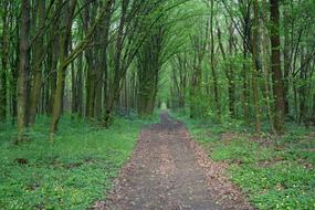 Forest The Way Road