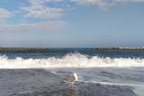 seagull on Sea Waves horizon view