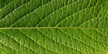 Leaf Close Up Nature