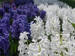 Hyacinth Flower Purple