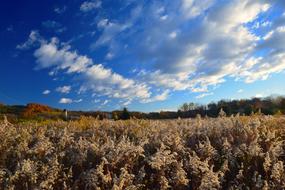 Field Rural Nature