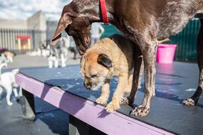 Dogs at the landscape exhibition