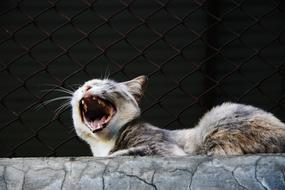wild cat with open mouth