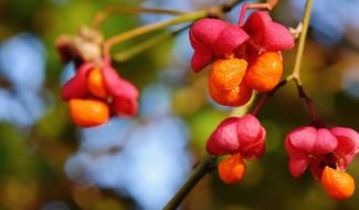 Berries Red Orange