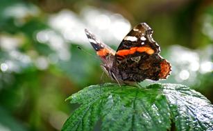 Admiral Butterfly on leaf