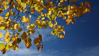 beautiful leaves on the trees