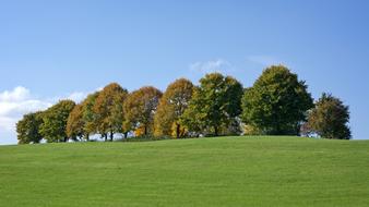 Autumn Trees Group on hill