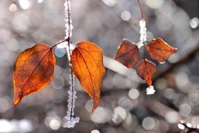 Autumn Colored Leaves