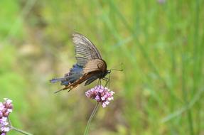 Butterfly Flower The Scenery