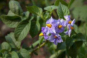 flowers are a beautifully green garden