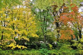 Typical Autumn Trees