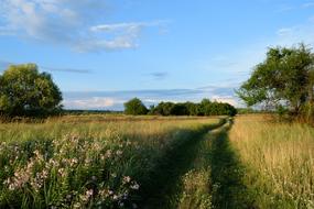 road in a field with grass