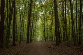 Autumn Forest Path Beech