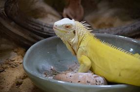Reptile Terrarium