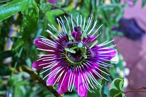 Passion Flower Blossom