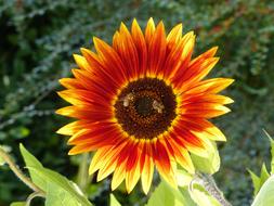 Flower Bright Bee