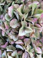 Hydrangeas Flowers Blossom