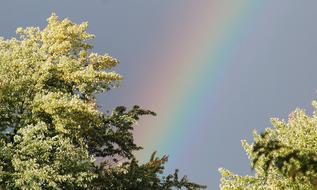 Rainbow Tree Trees