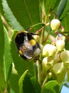 Bumblebee on Arbutus Flower