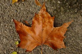 Leaf Autumn Brown