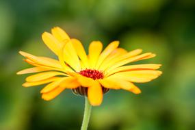 Flower Yellow Blossom