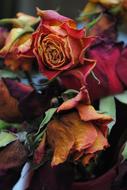 dried colored flowers bouquet