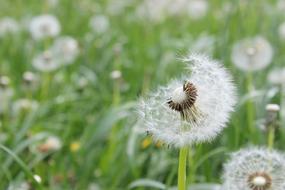 Meadow Green Grass