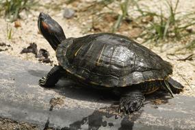 wild Turtle Water Animal