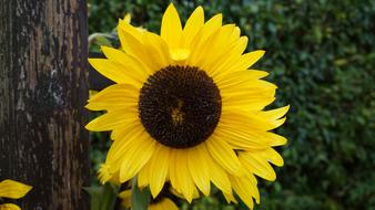 Sunflower Blossom Bloom